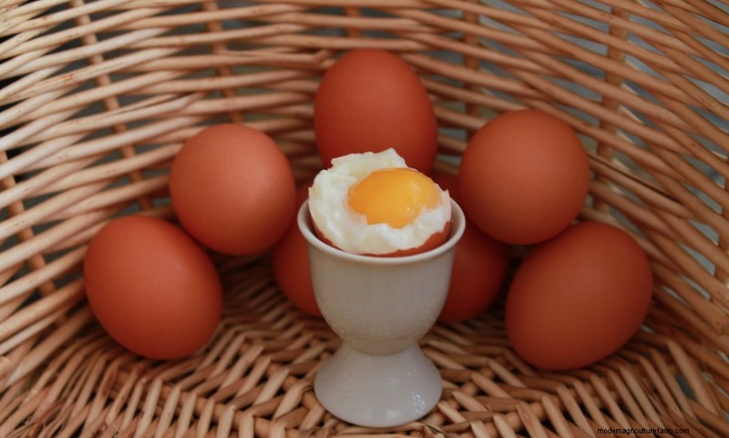 Considering black Copper Marans chickens? Everything you need to know