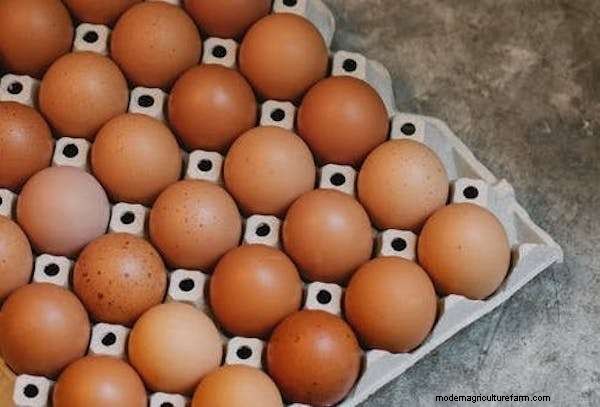 When Do Barred Rock Chickens Start Laying Eggs?