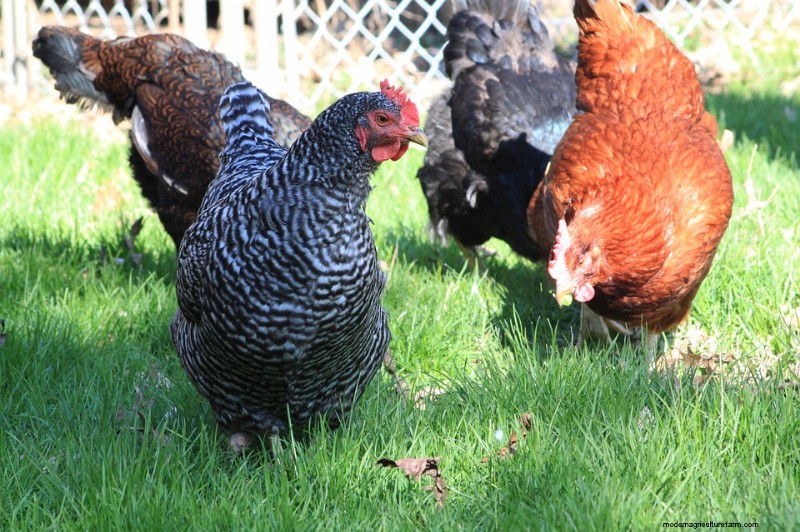 When Do Barred Rock Chickens Start Laying Eggs?