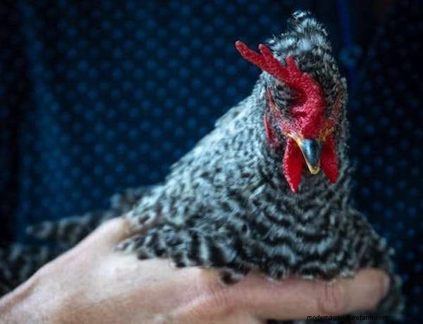 When Do Barred Rock Chickens Start Laying Eggs?