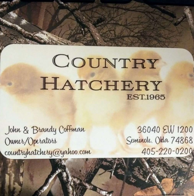 Best Small Oklahoma Chicken Hatcheries – Chicks For Sale