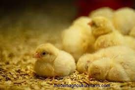 Best Small Oklahoma Chicken Hatcheries – Chicks For Sale