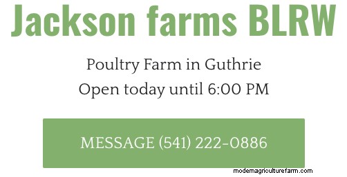 Best Small Oklahoma Chicken Hatcheries – Chicks For Sale