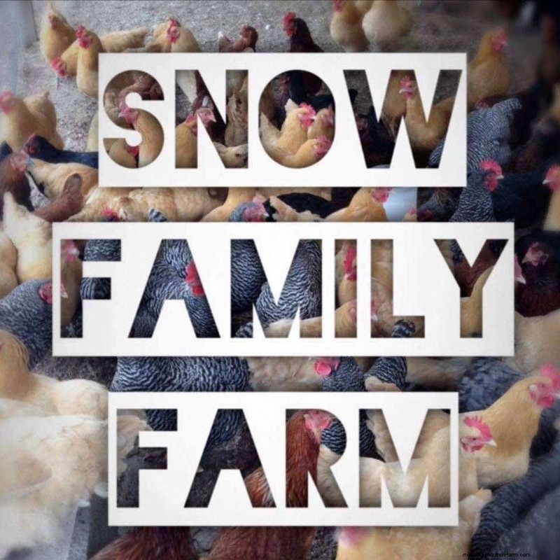 Best Small Oklahoma Chicken Hatcheries – Chicks For Sale