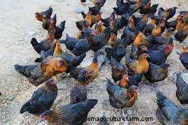 Best Small Oklahoma Chicken Hatcheries – Chicks For Sale