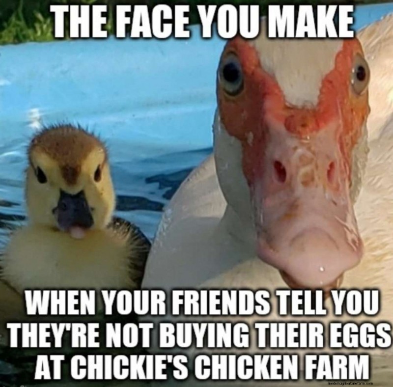 Best Small Oklahoma Chicken Hatcheries – Chicks For Sale