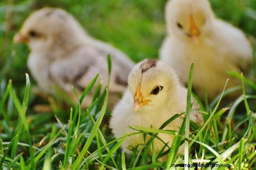 best chicken Hatcheries in Ohio – chicks for sale