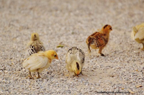 best chicken Hatcheries in Ohio – chicks for sale