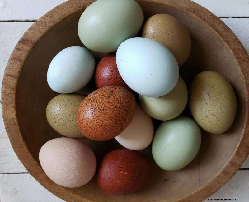 Best Chicken Hatchery In Illinois – Chicks For Sale