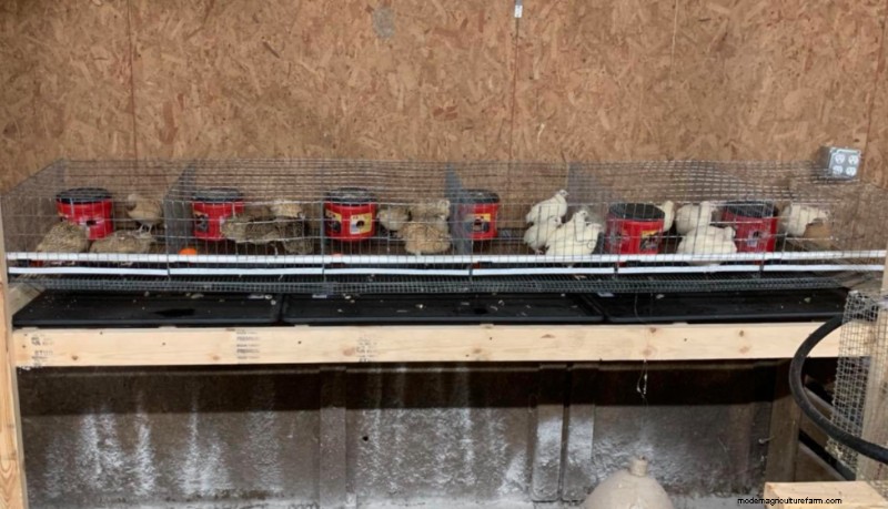 Best Chicken Hatchery In Illinois – Chicks For Sale