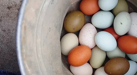 Best Chicken Hatchery In Illinois – Chicks For Sale