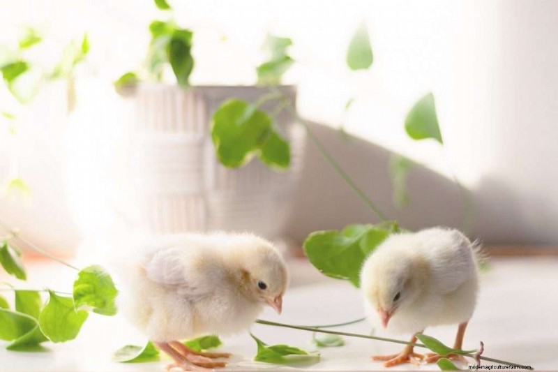 Best Chicken Hatchery In Illinois – Chicks For Sale