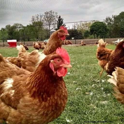 Best Chicken Hatchery In Illinois – Chicks For Sale