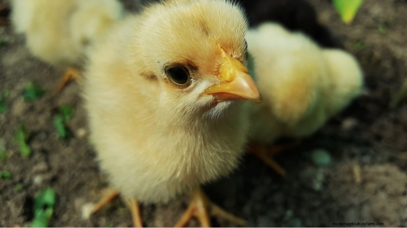 Best Chicken Hatcheries In Washington – Chicks For Sale
