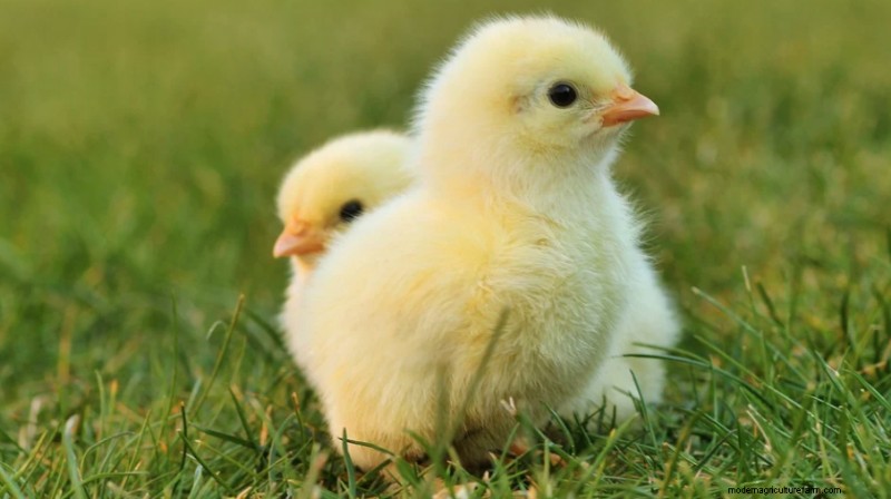 Best Chicken Hatcheries In Washington – Chicks For Sale