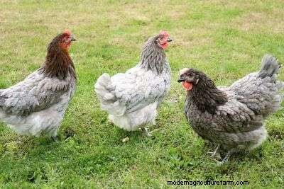 Sapphire Gem Chicken Male Vs Female (Pros And Cons)