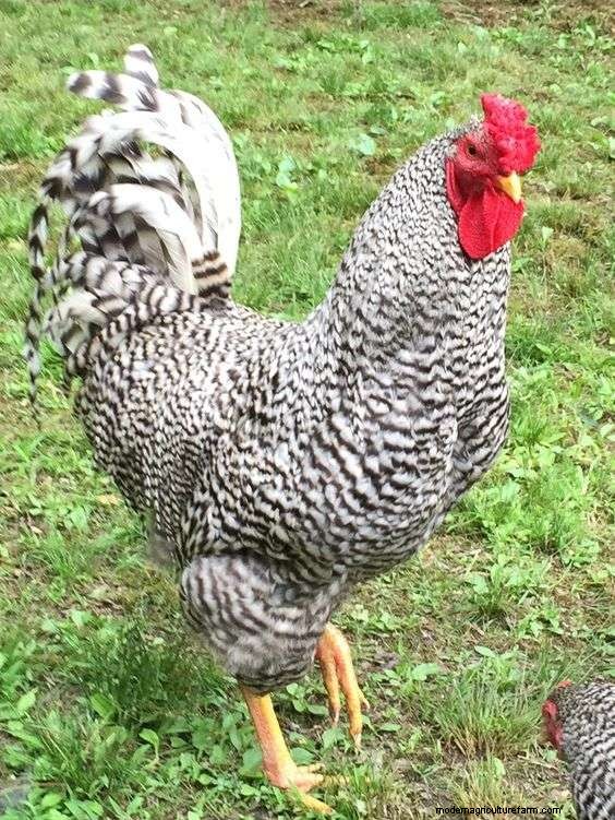 Sapphire Gem Chicken Male Vs Female (Pros And Cons)