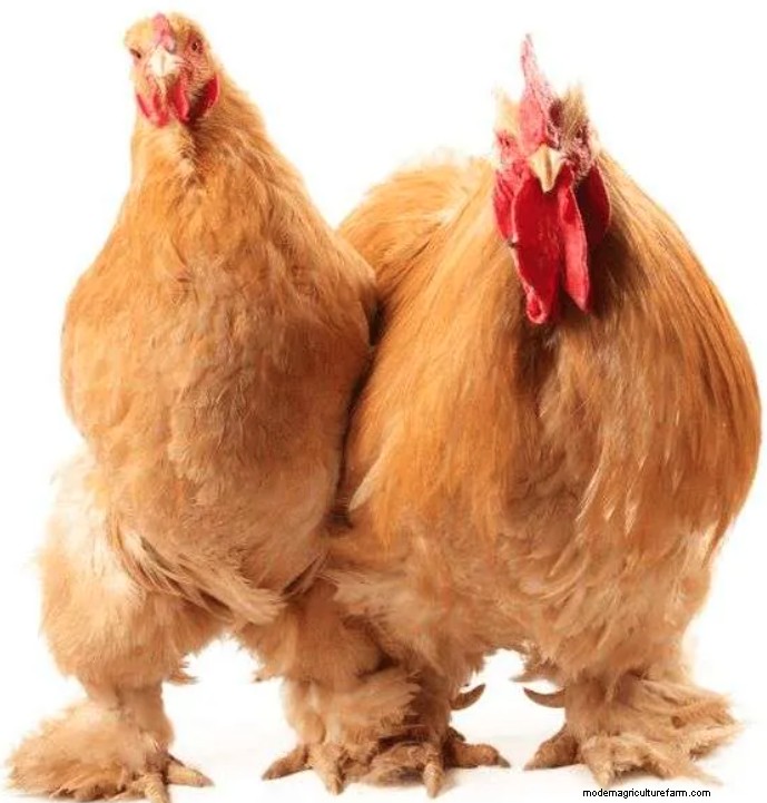 Best Chicken Breeds With Feathered Feet