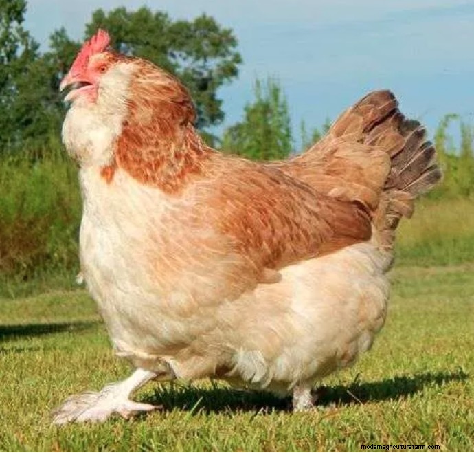 Best Chicken Breeds With Feathered Feet