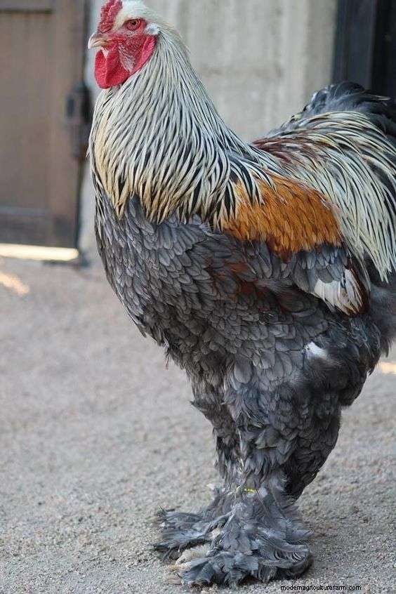 Best Chicken Breeds With Feathered Feet
