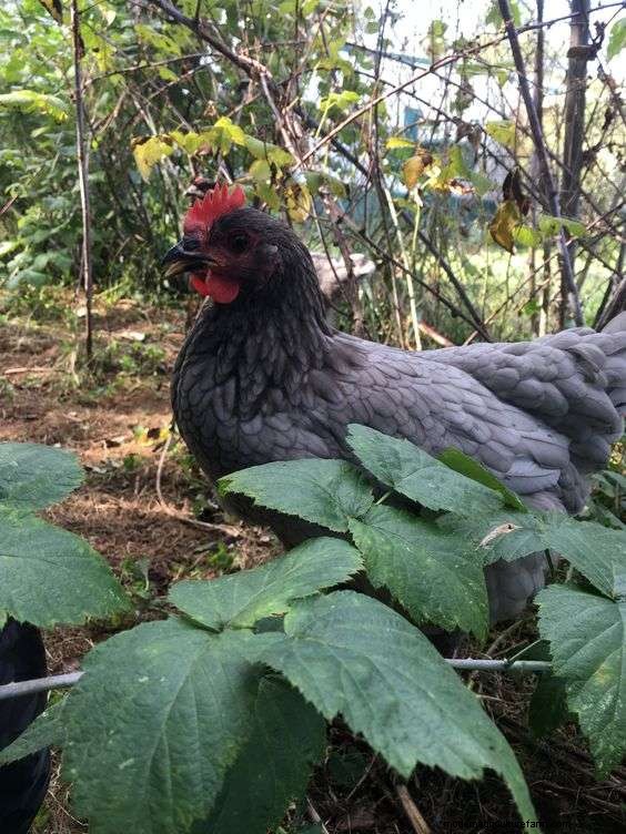 Considering Sapphire Gem Chicken Breed? (Read This First)