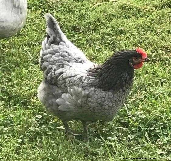 Considering Sapphire Gem Chicken Breed? (Read This First)