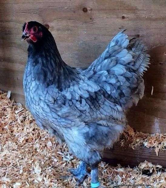 Considering Sapphire Gem Chicken Breed? (Read This First)