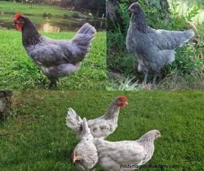 Considering Sapphire Olive Egger Chicken Breed? – Read This First