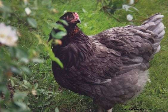 Considering Sapphire Olive Egger Chicken Breed? – Read This First