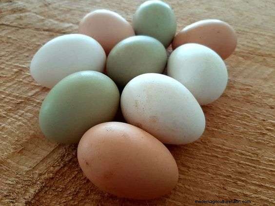 Considering Sapphire Olive Egger Chicken Breed? – Read This First