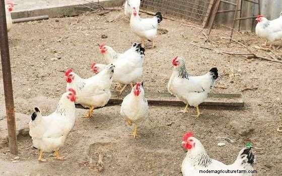 Best Chicken Hatchery Online (Full List)