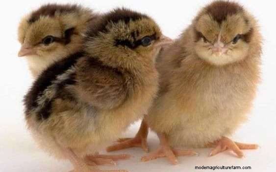 Best Chicken Hatchery Online (Full List)