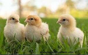 Best Chicken Hatchery Online (Full List)