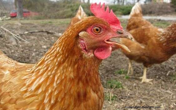 Considering Red Sex link Chickens • Read This First