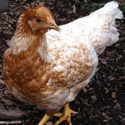 Considering Red Sex link Chickens • Read This First