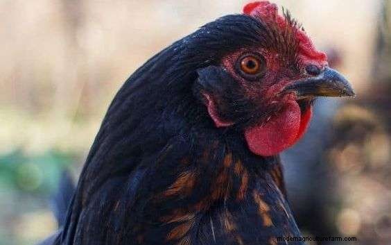 What Is A Sex Link Chicken?