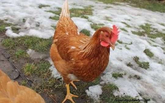 What Is A Sex Link Chicken?