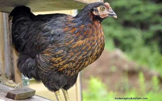 What Is A Sex Link Chicken?