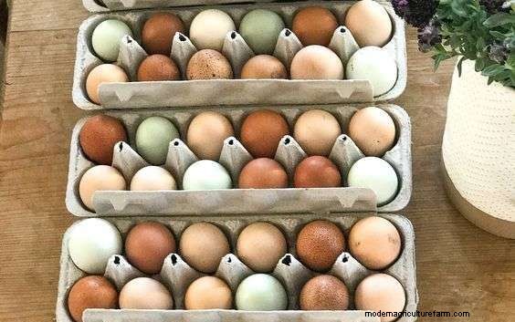What Kind Of Chicken Lays Blue Eggs?