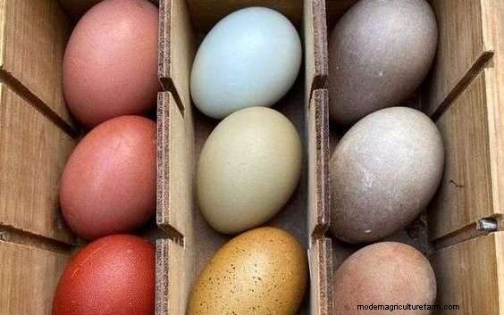 What Kind Of Chicken Lays Blue Eggs?