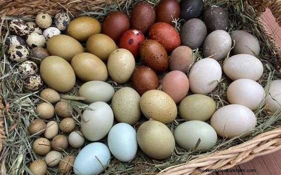 What Chickens Lay Green Eggs?