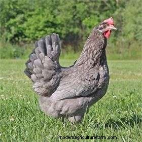 What Chickens Lay Green Eggs?