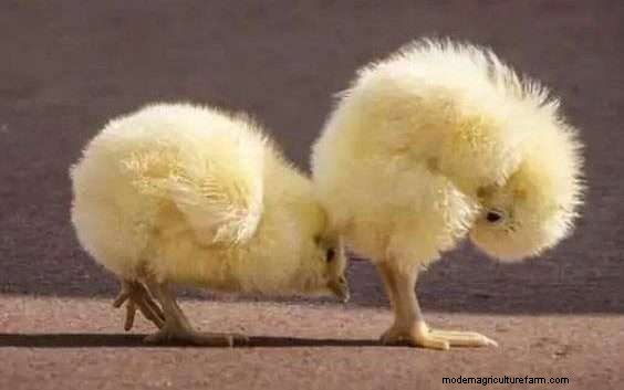 Best Chicken Hatchery In Maine – Chicks For Sale