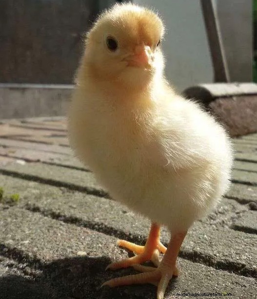 Best Chicken Hatchery In Maine – Chicks For Sale