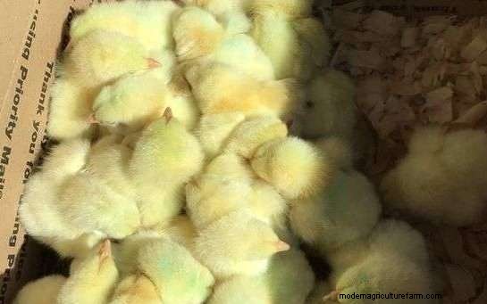 Best Chicken Hatchery In Maine – Chicks For Sale