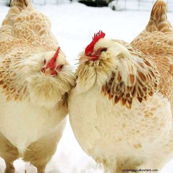 Salmon Faverolle Chickens – What You Need To Know