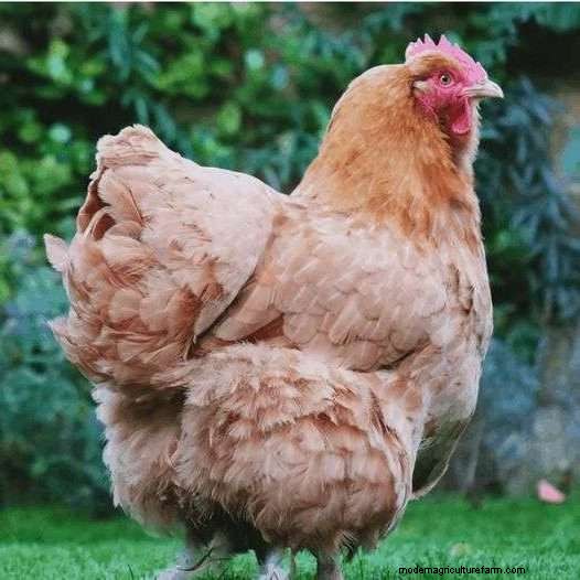 What Are The Orpington Chicken Breed Colors?