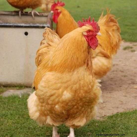 What Are The Orpington Chicken Breed Colors?