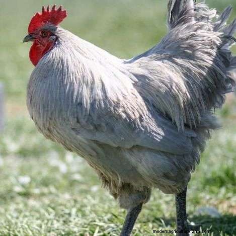 What Are The Orpington Chicken Breed Colors?