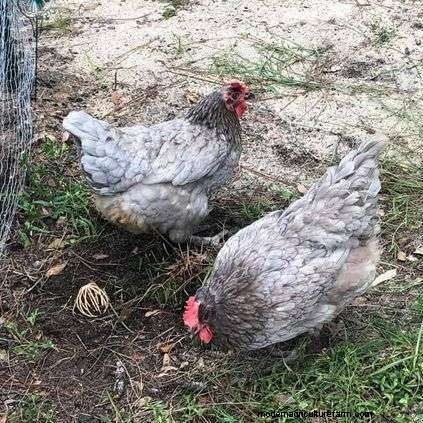 Sapphire Gem Chicken Eggs • Roosters • Hens